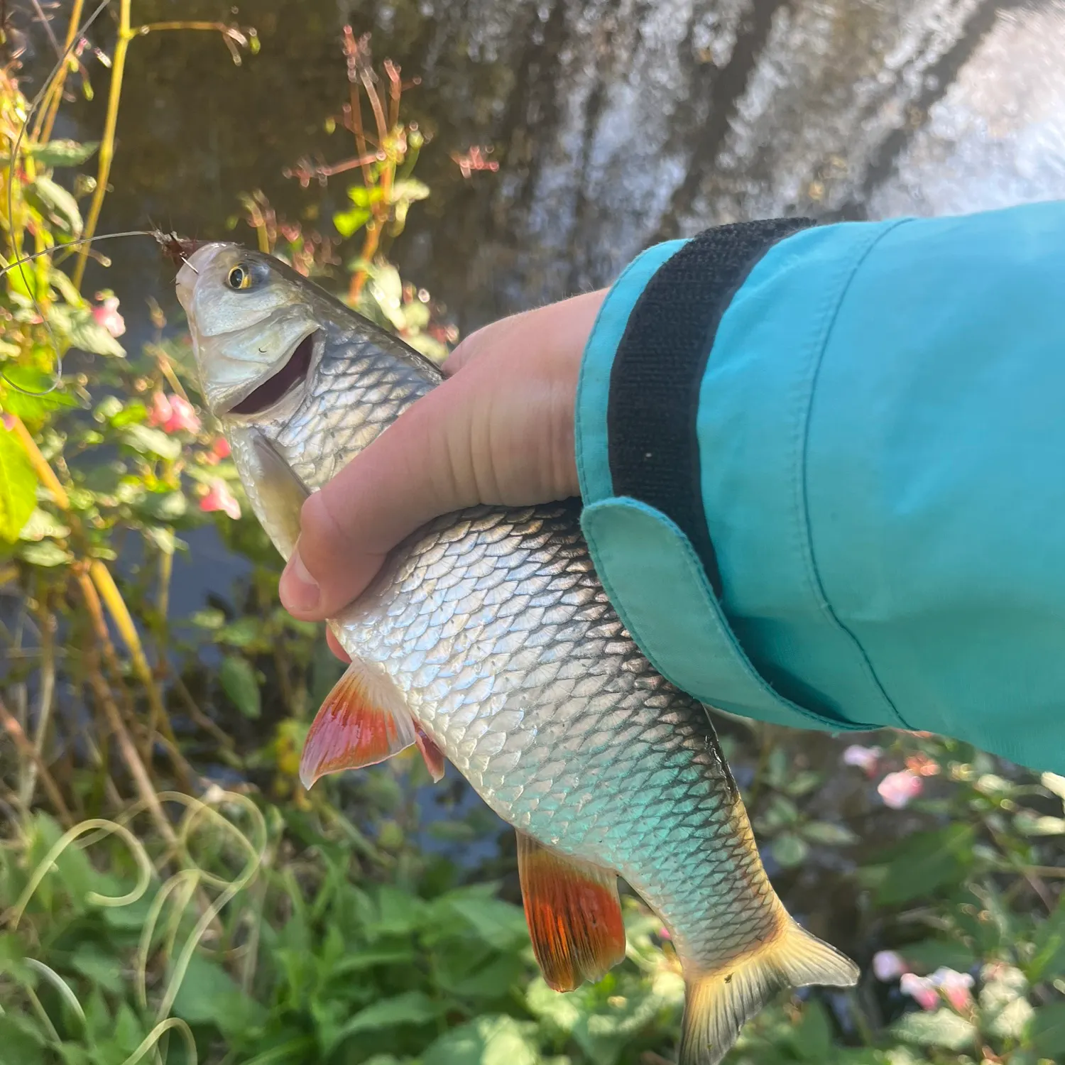 European chub caught on Fishbrain