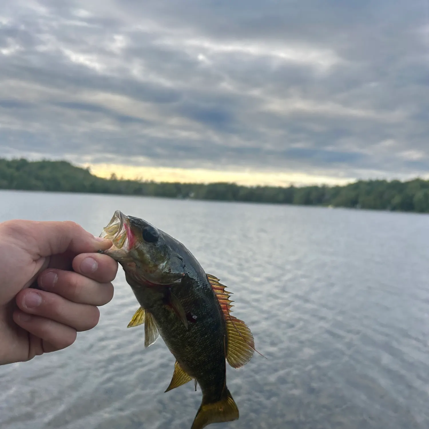Smallmouth bass caught on Fishbrain