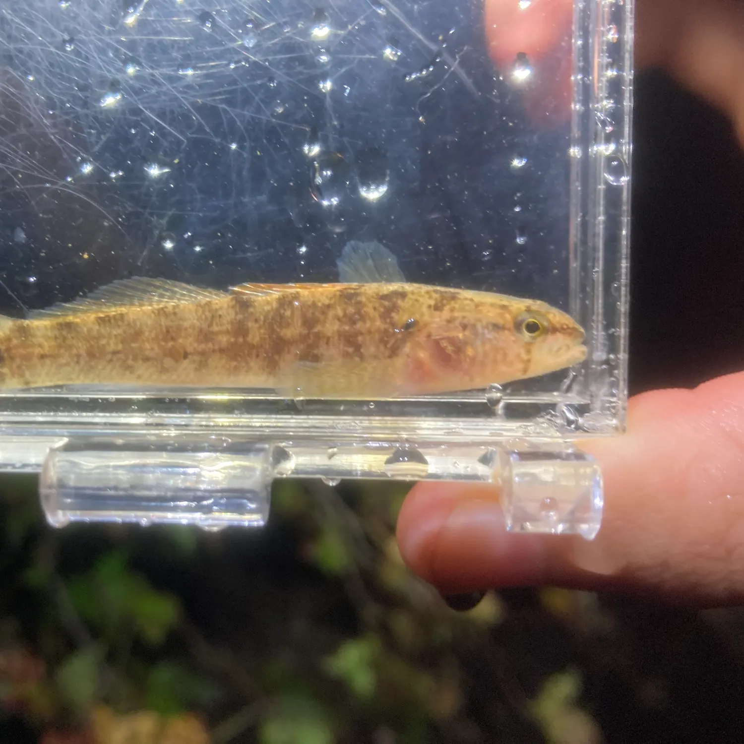 The most recent Blackfin darter catches on Fishbrain