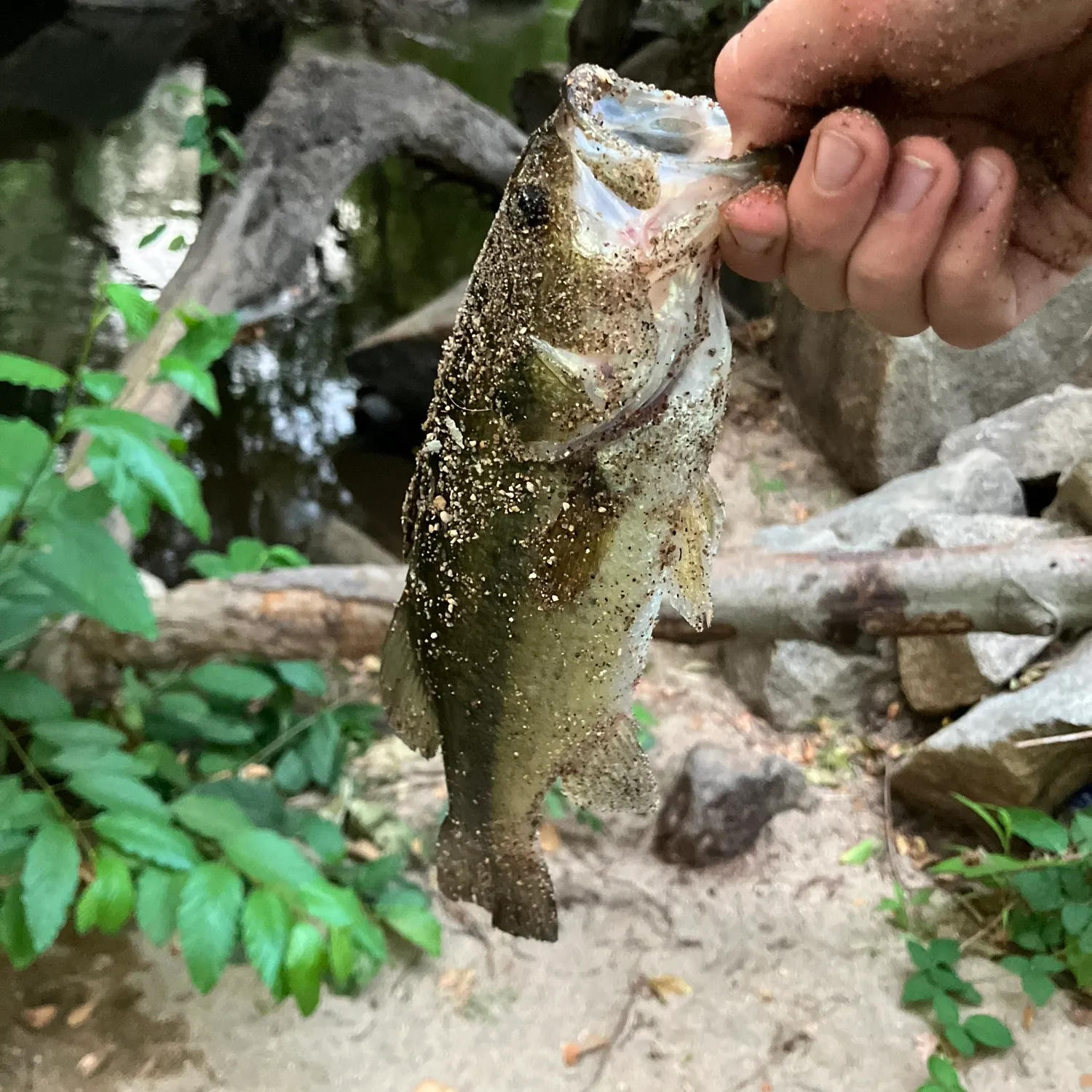 Spotted bass caught on Fishbrain
