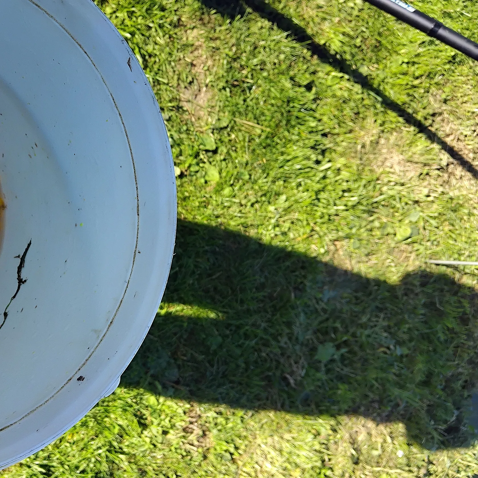 Yellow bullhead caught on Fishbrain