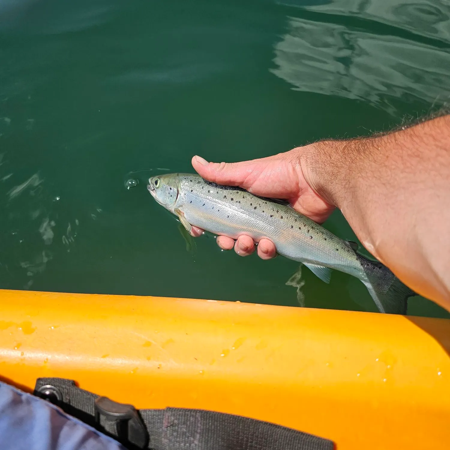 The most recent Landlocked atlantic salmon catches on Fishbrain