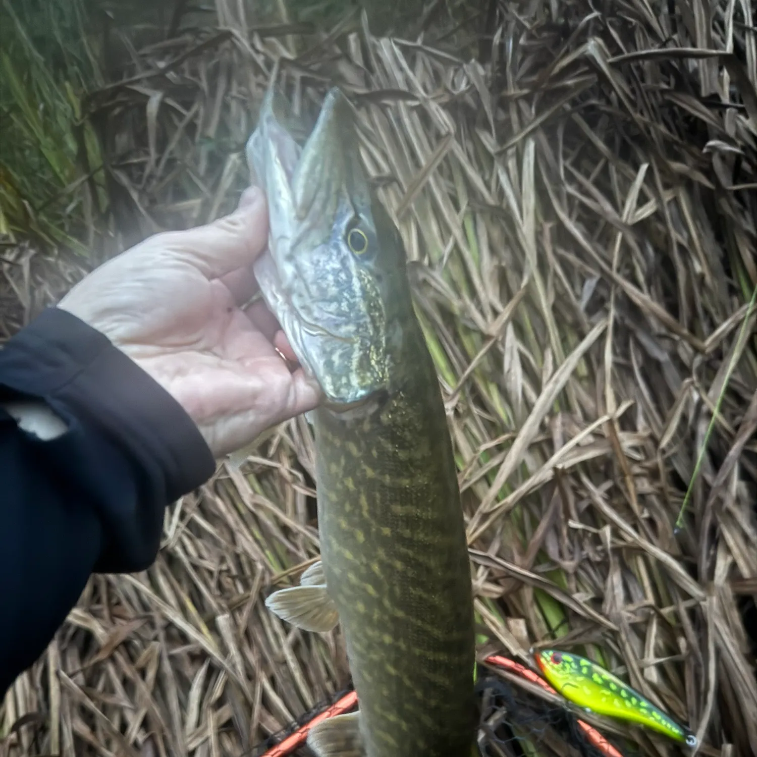 Northern pike caught on Fishbrain