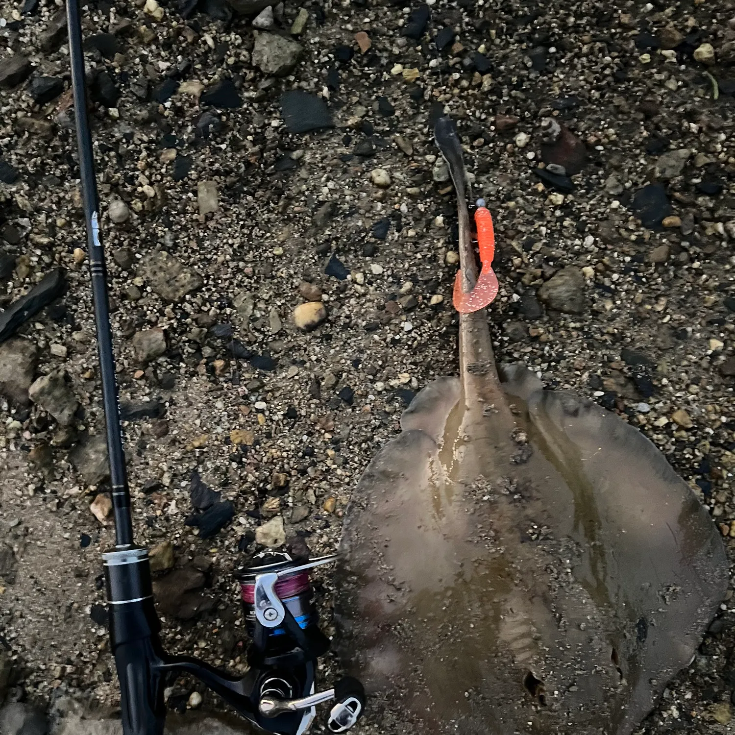 The most recent Common stingaree catches on Fishbrain