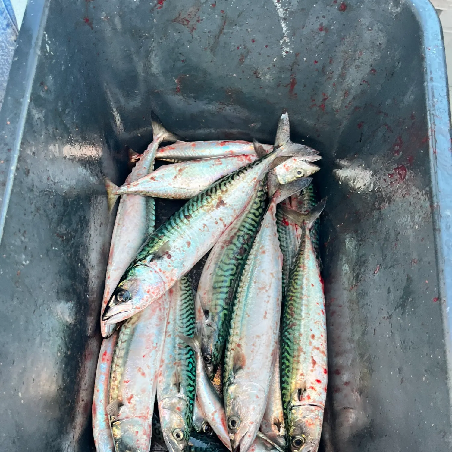 Atlantic mackerel caught on Fishbrain