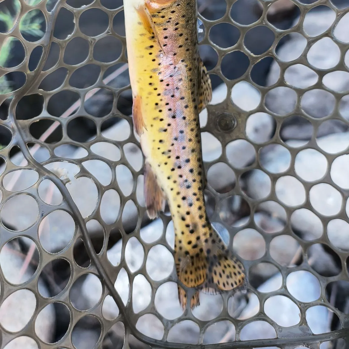 most liked catch image