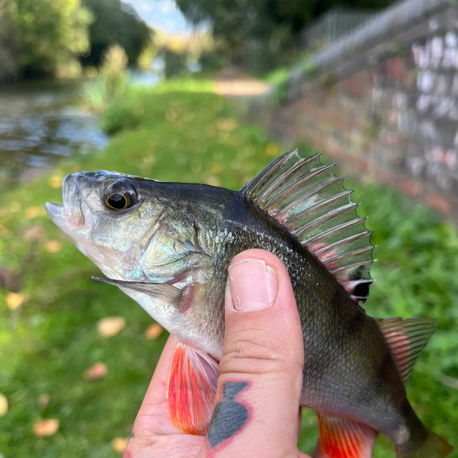 European perch caught on Fishbrain