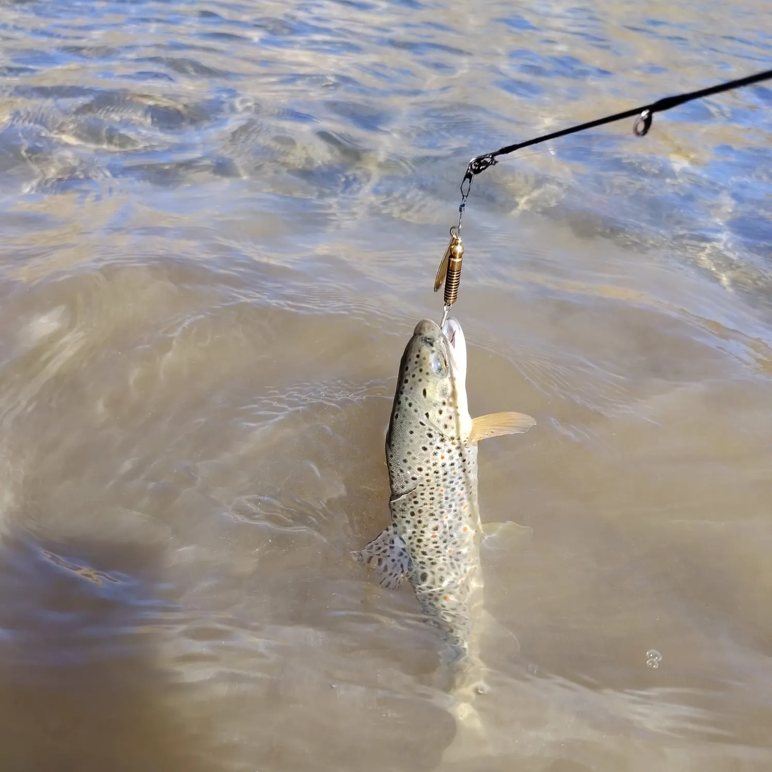 Brown trout caught on Fishbrain