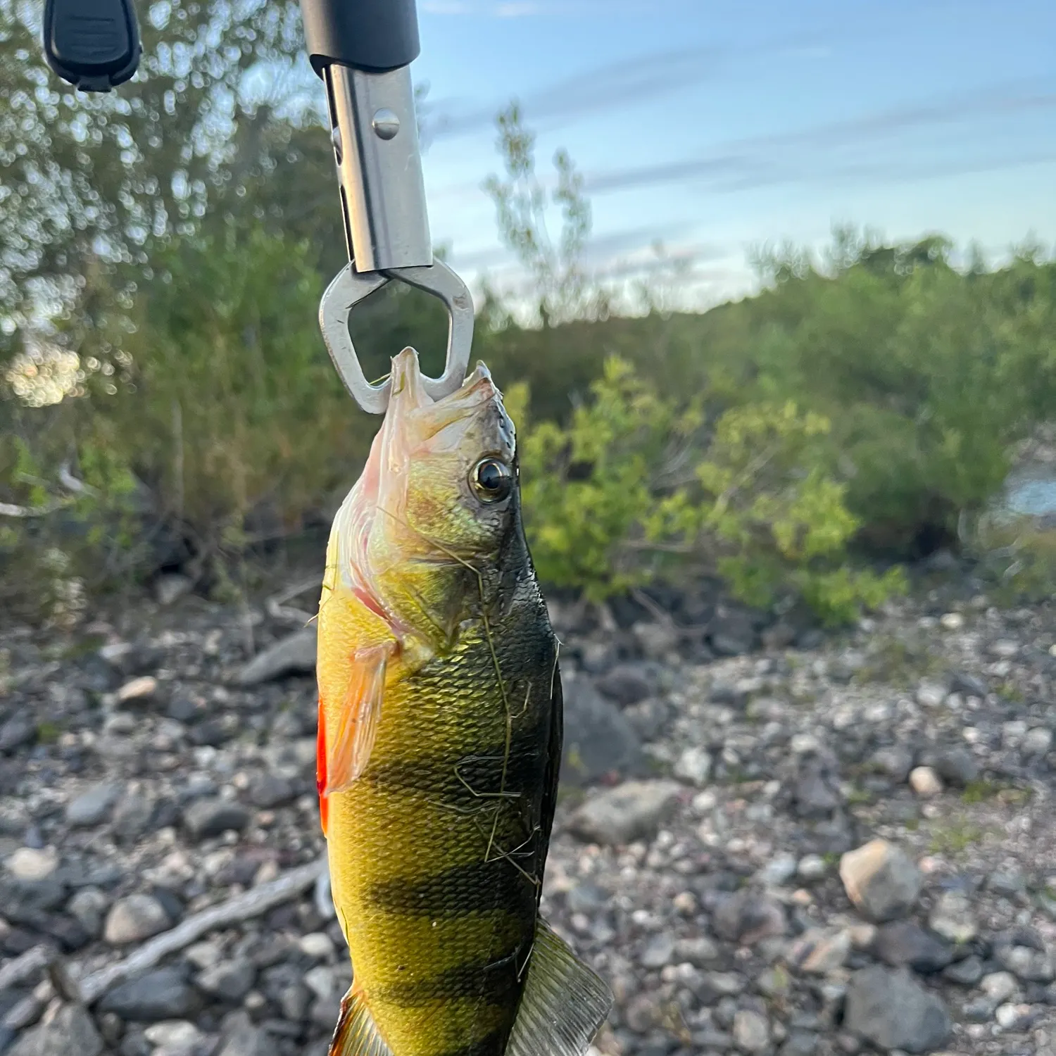 Yellow perch caught on Fishbrain