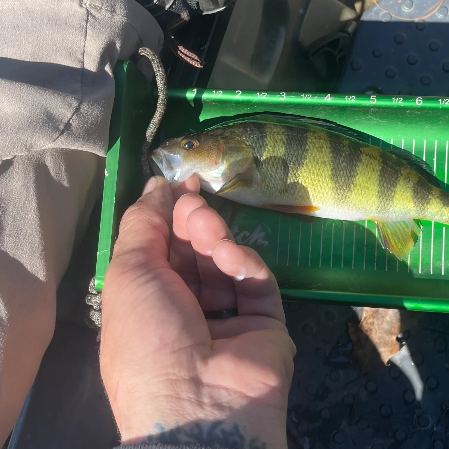 recently logged catches