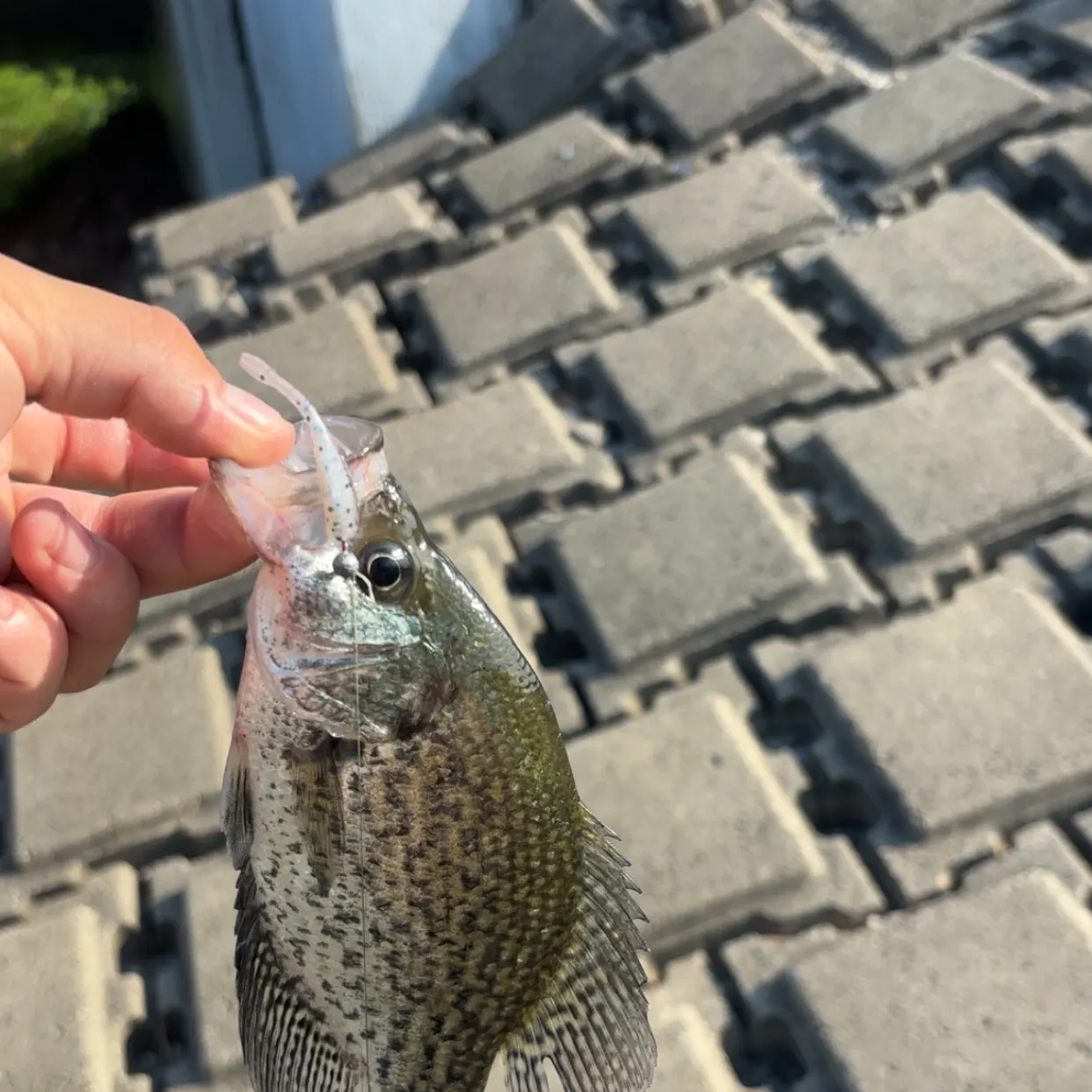 Black crappie caught on Fishbrain