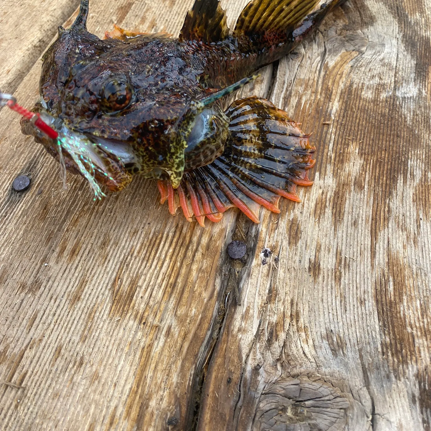 The most recent Buffalo sculpin catches on Fishbrain