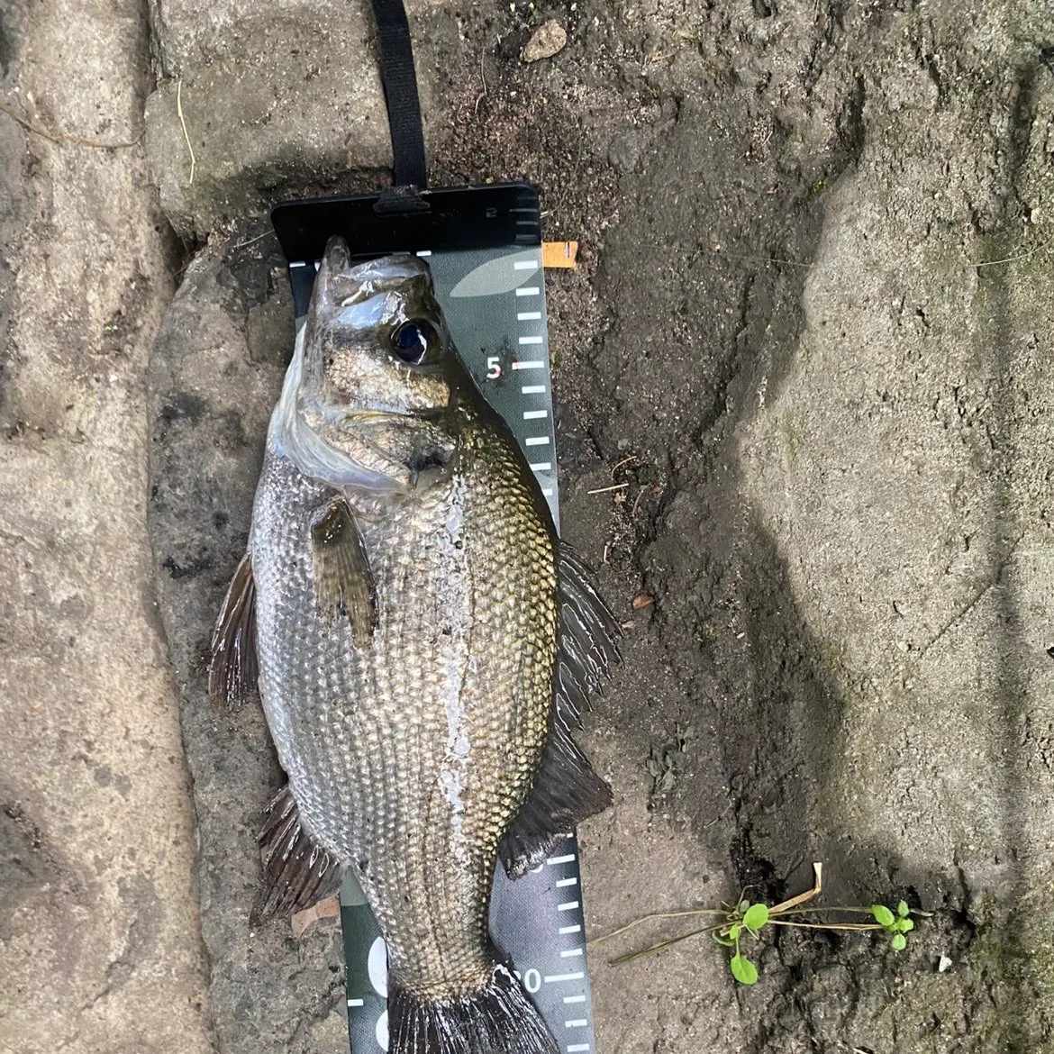 The most recent Estuary perch catches on Fishbrain