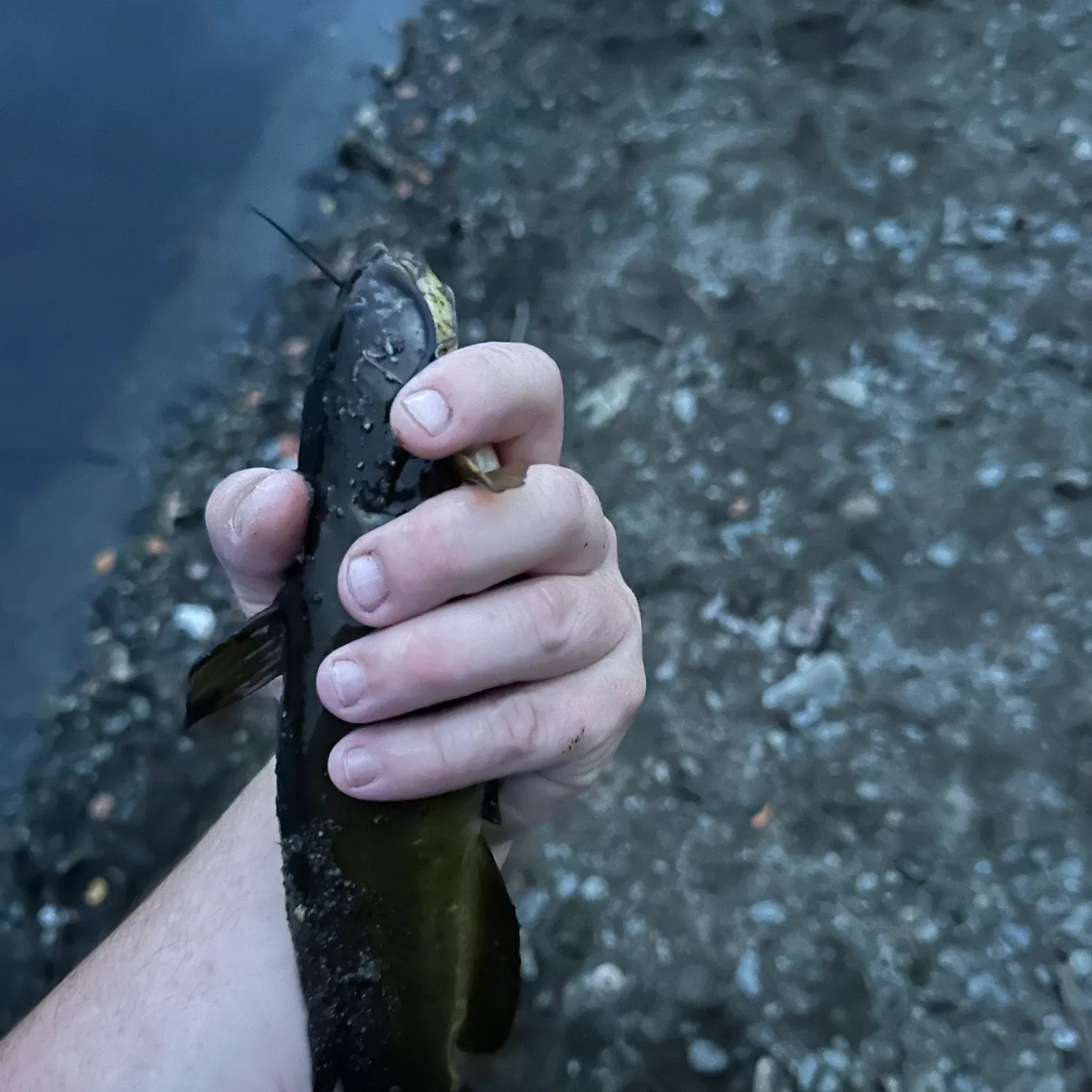 Yellow bullhead caught on Fishbrain