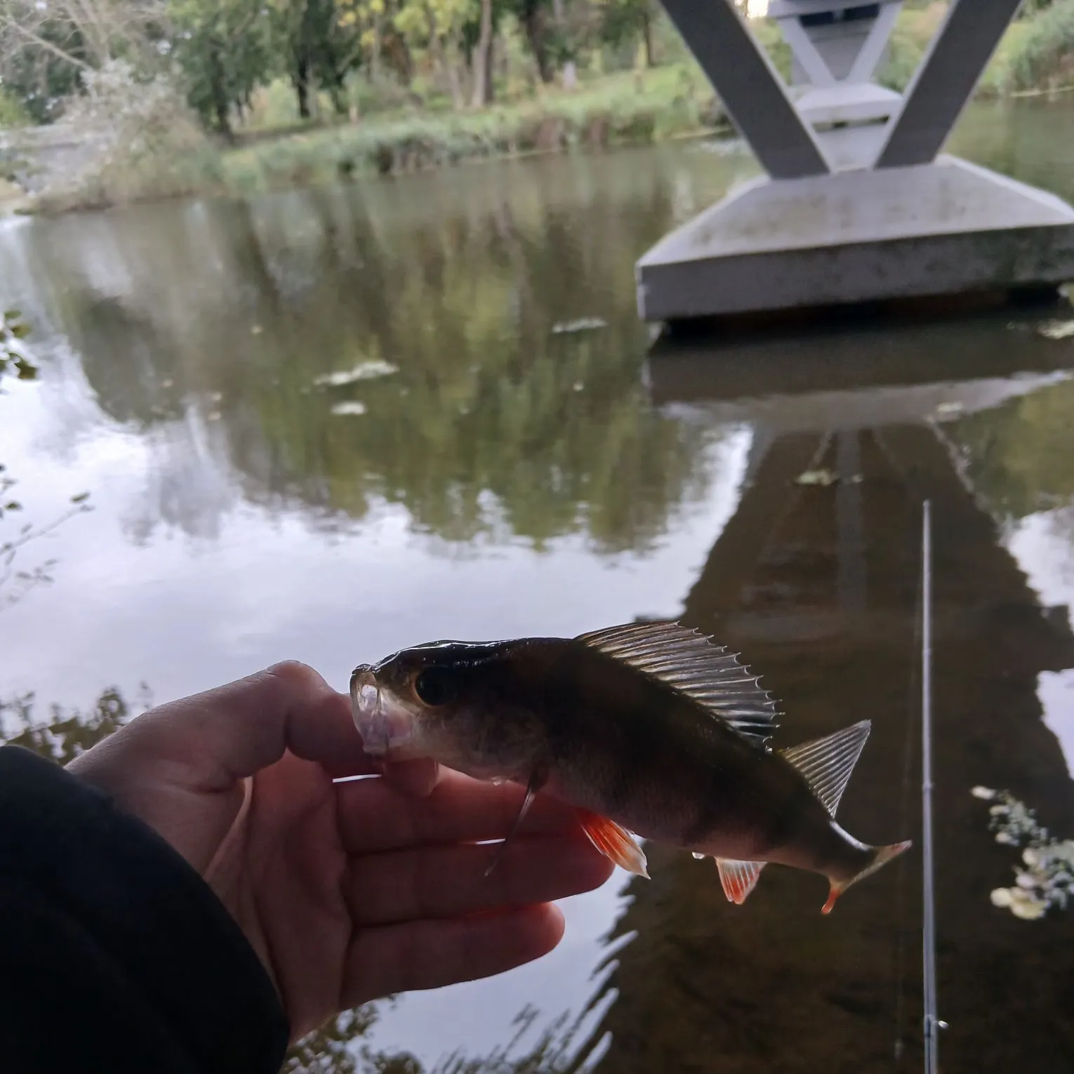 European perch caught on Fishbrain
