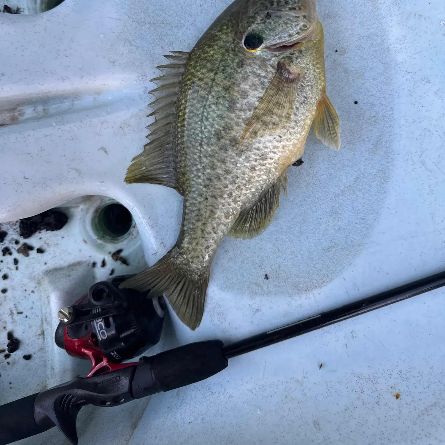 The most recent Redear sunfish catches on Fishbrain