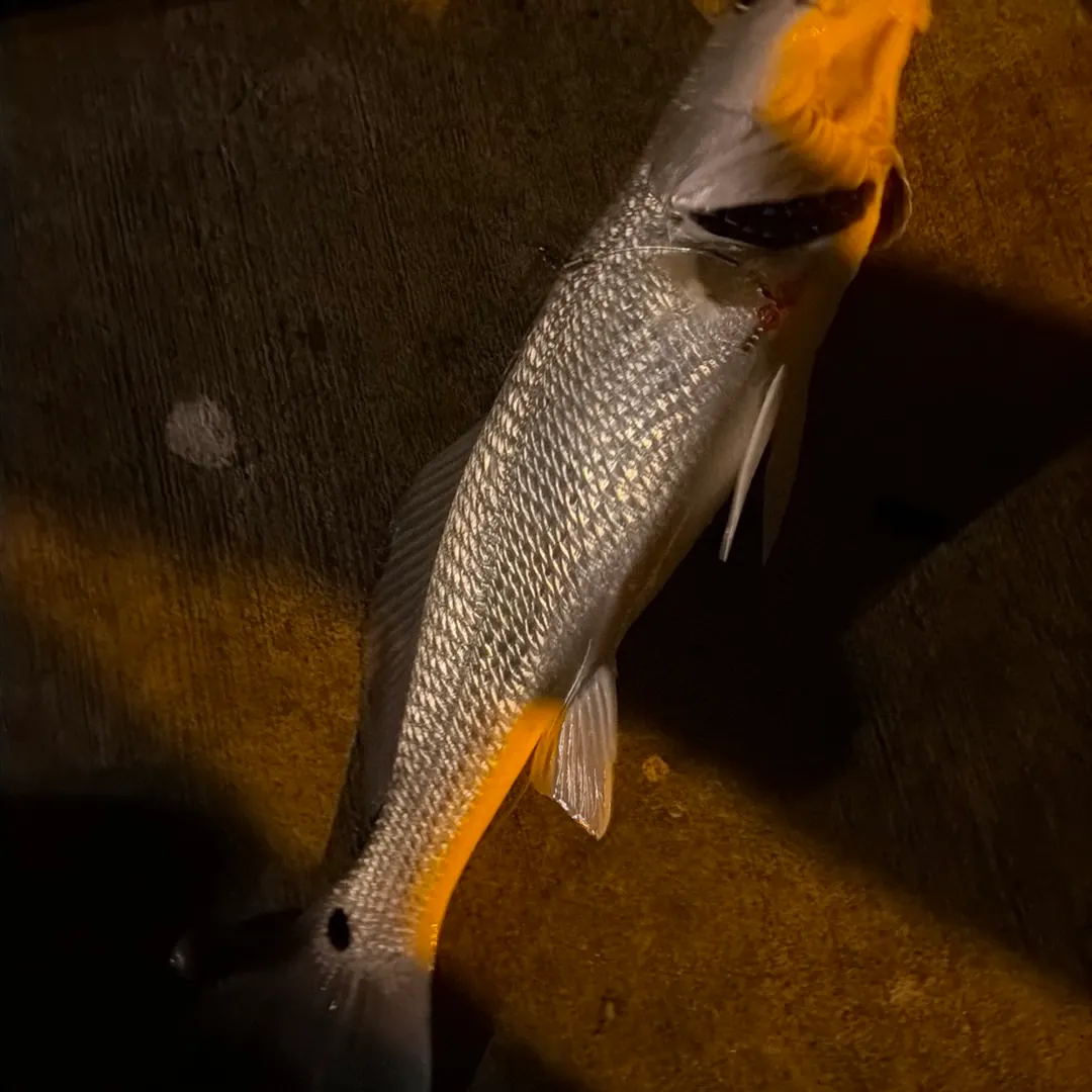 Red drum caught on Fishbrain