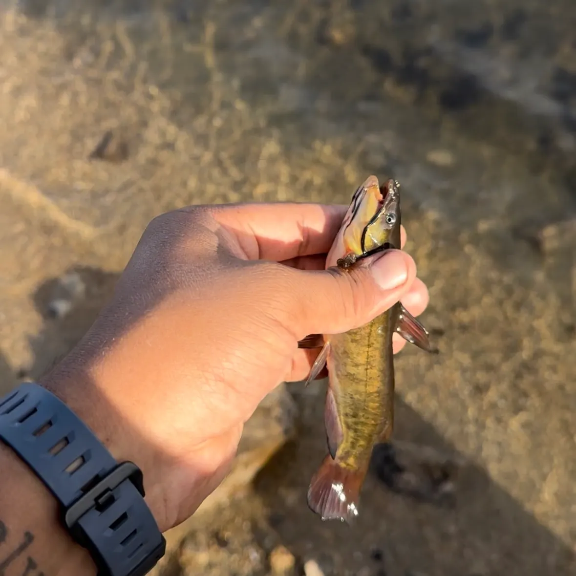 Black bullhead caught on Fishbrain