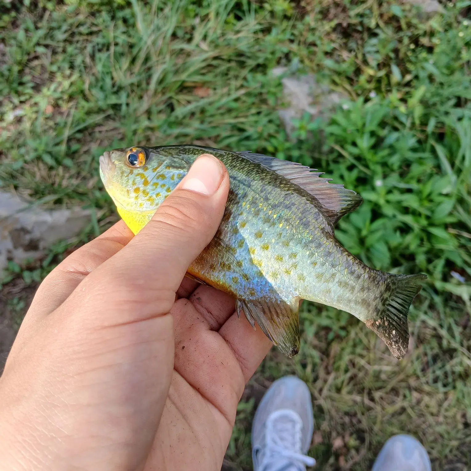 Redear sunfish caught on Fishbrain
