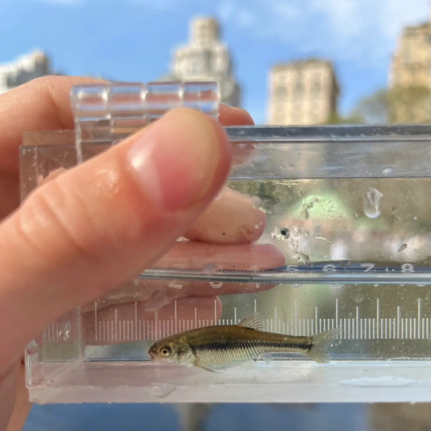 most liked catch image