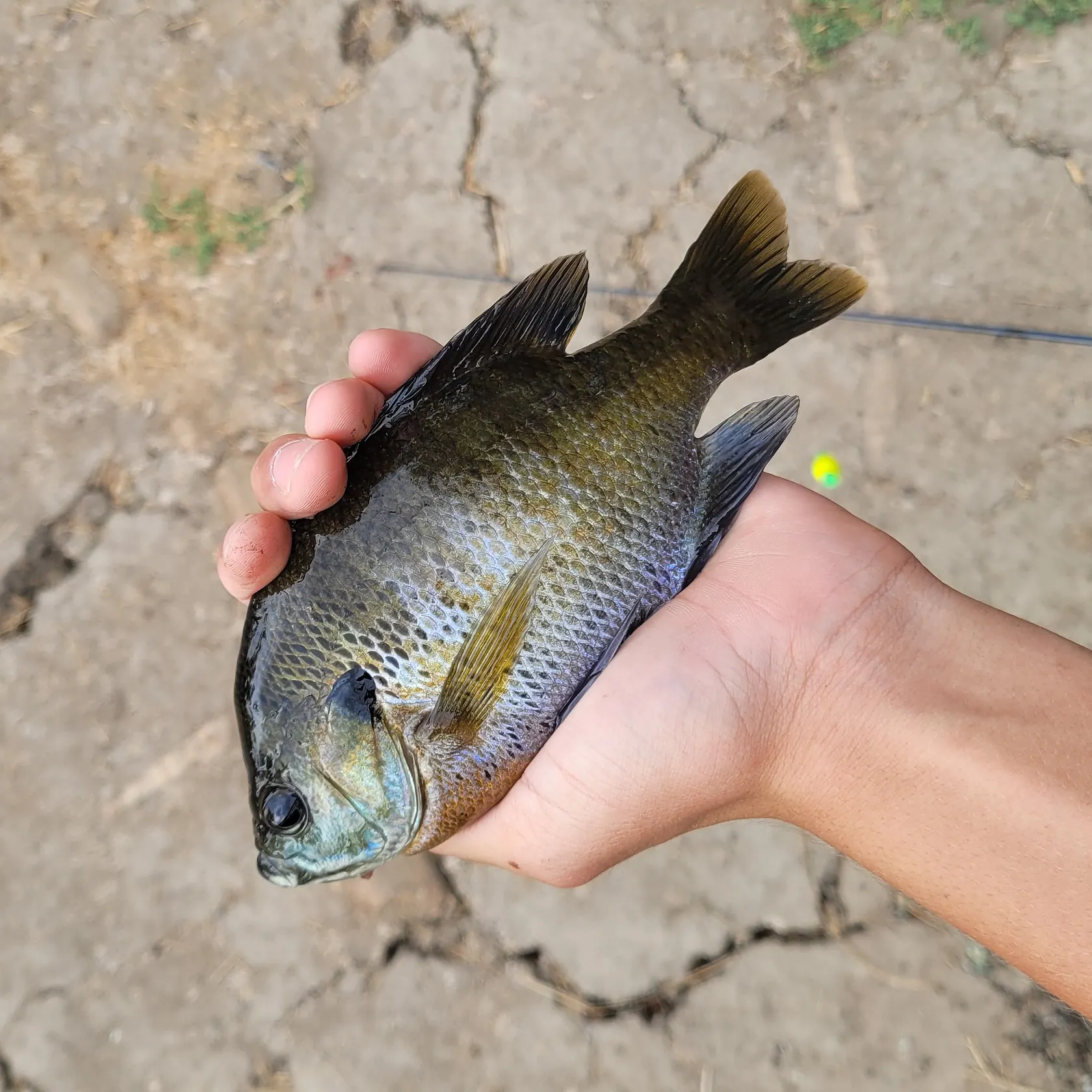 Bluegill caught on Fishbrain