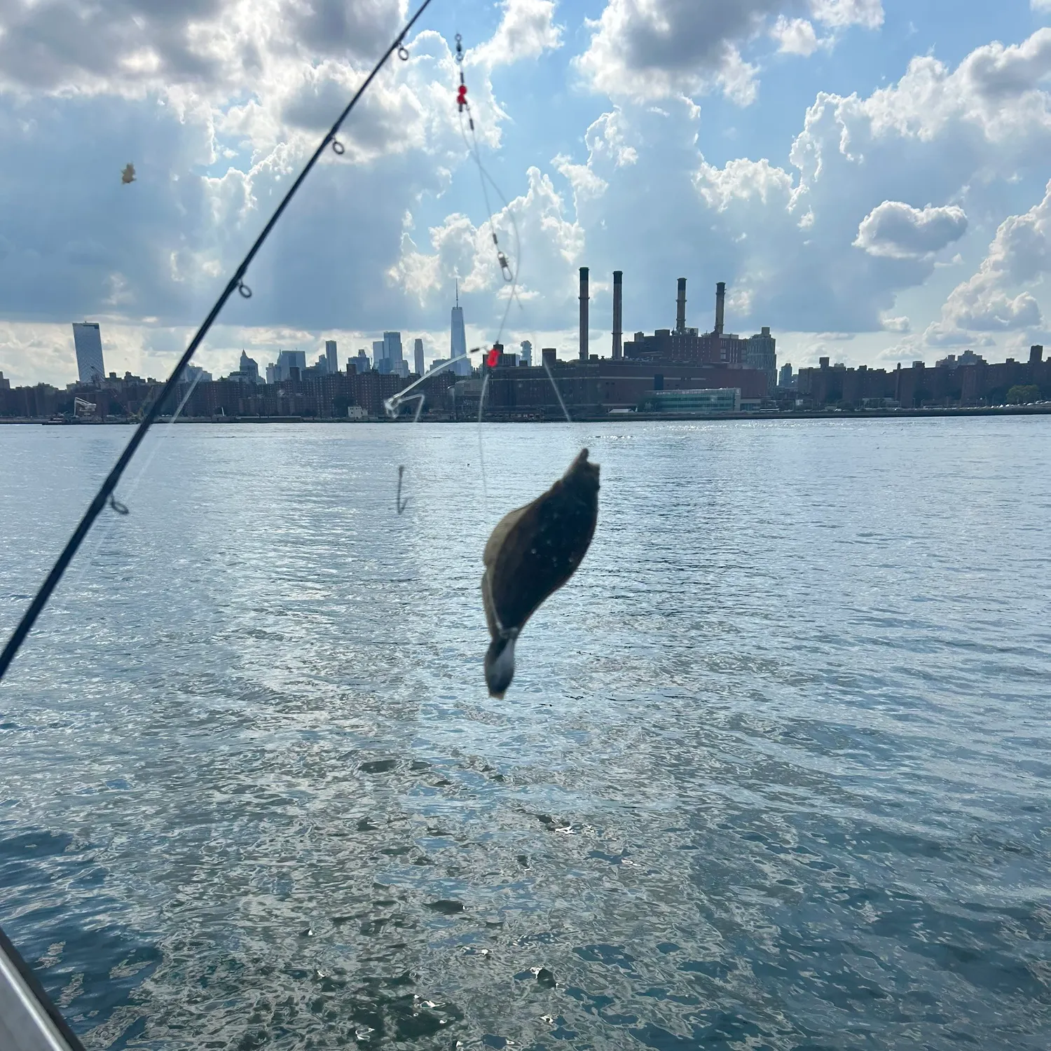 Summer flounder caught on Fishbrain