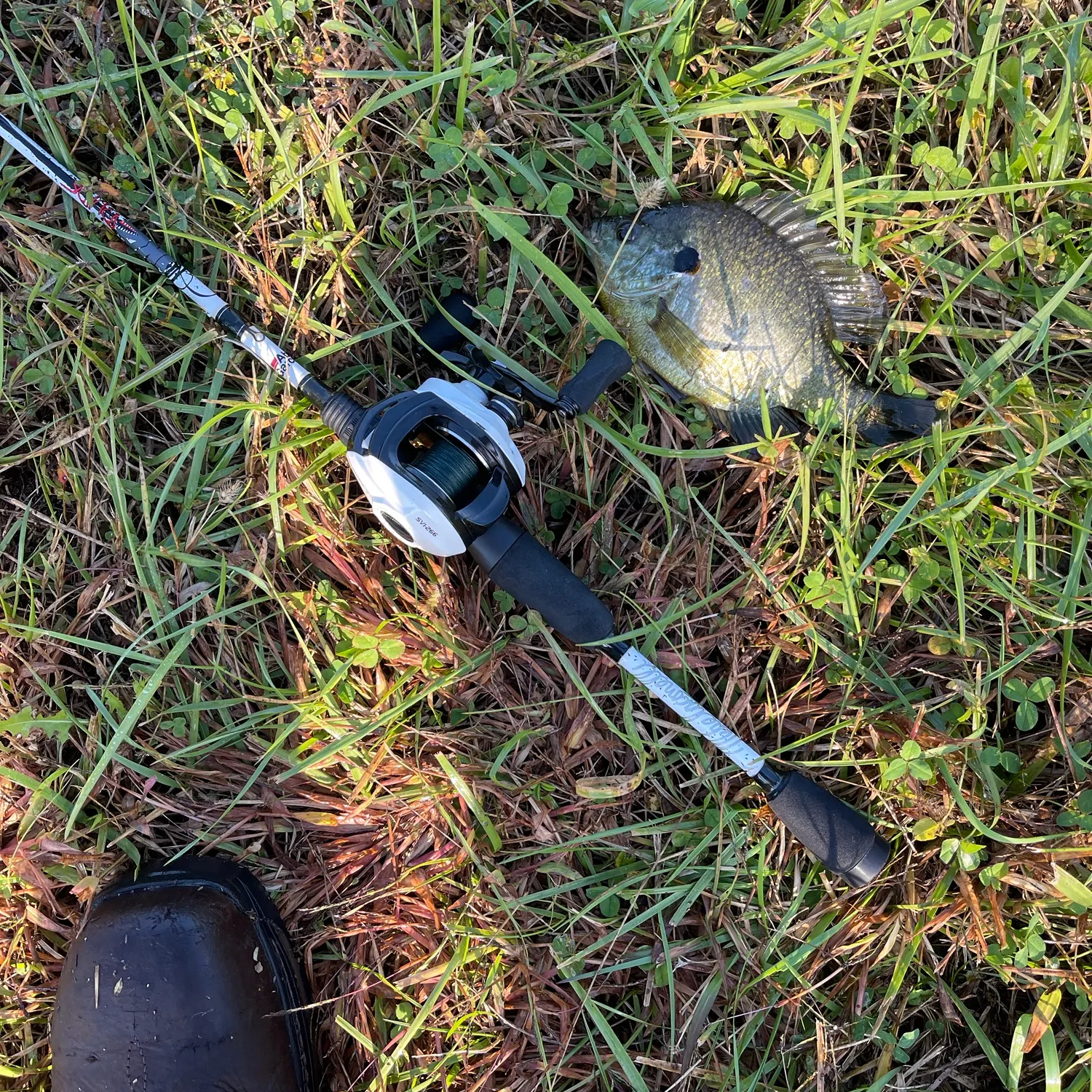 Redear x bluegill caught on Fishbrain