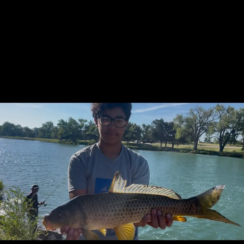 Common carp caught on Fishbrain