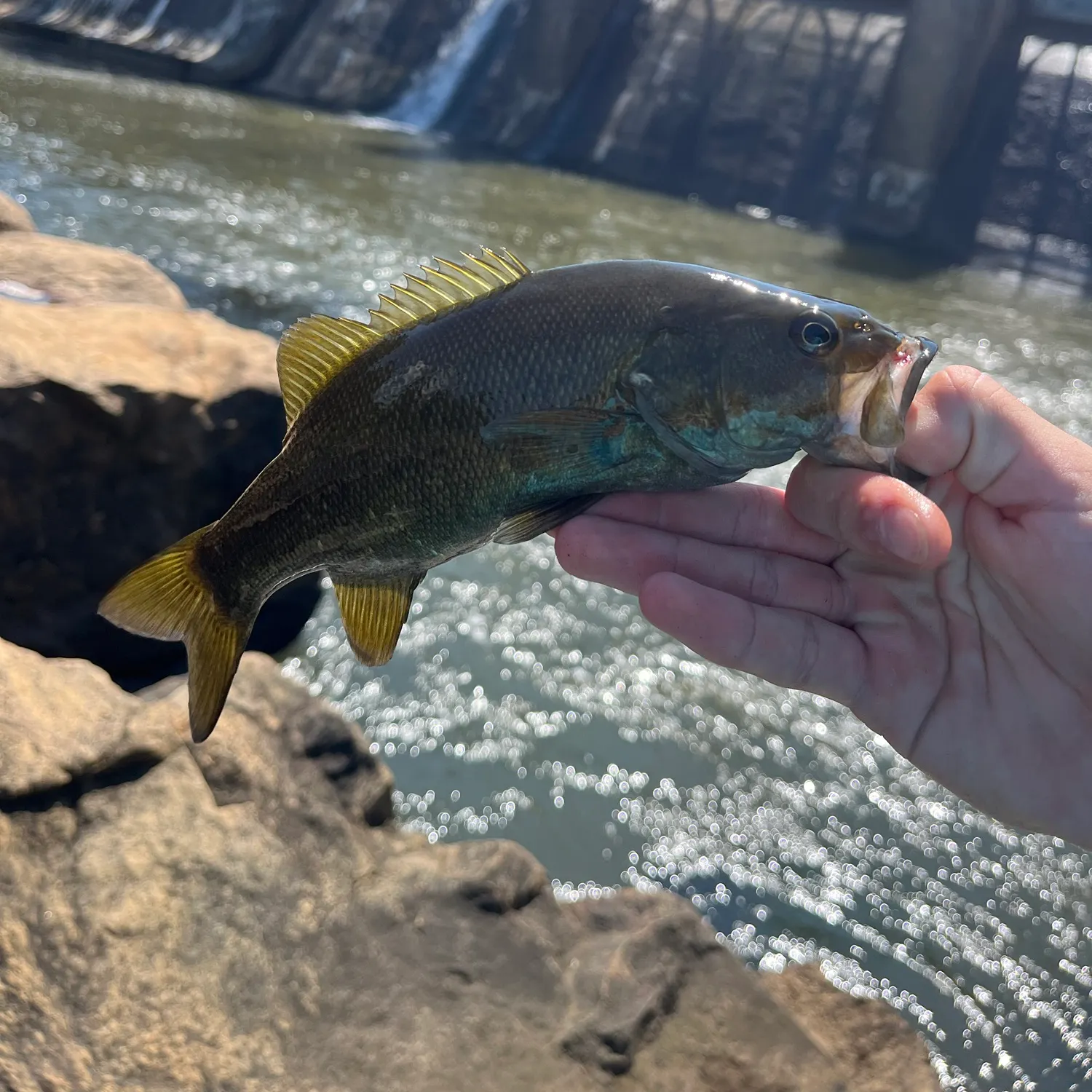 Smallmouth bass caught on Fishbrain