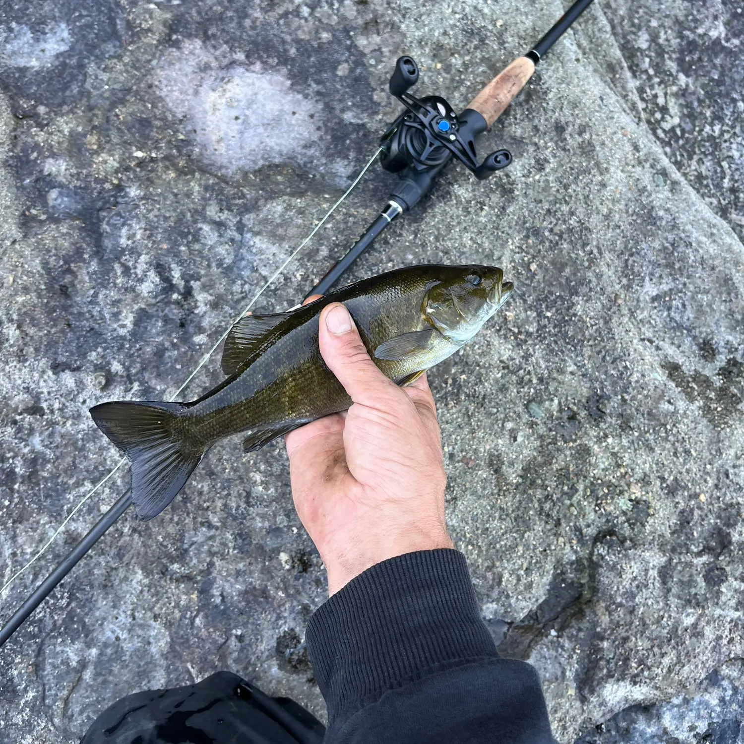 Smallmouth bass caught on Fishbrain