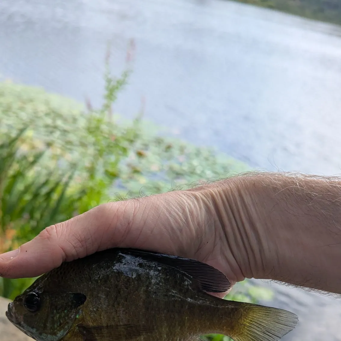 Bluegill caught on Fishbrain
