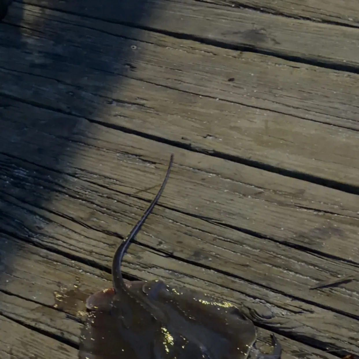 The most recent Atlantic stingray catches on Fishbrain