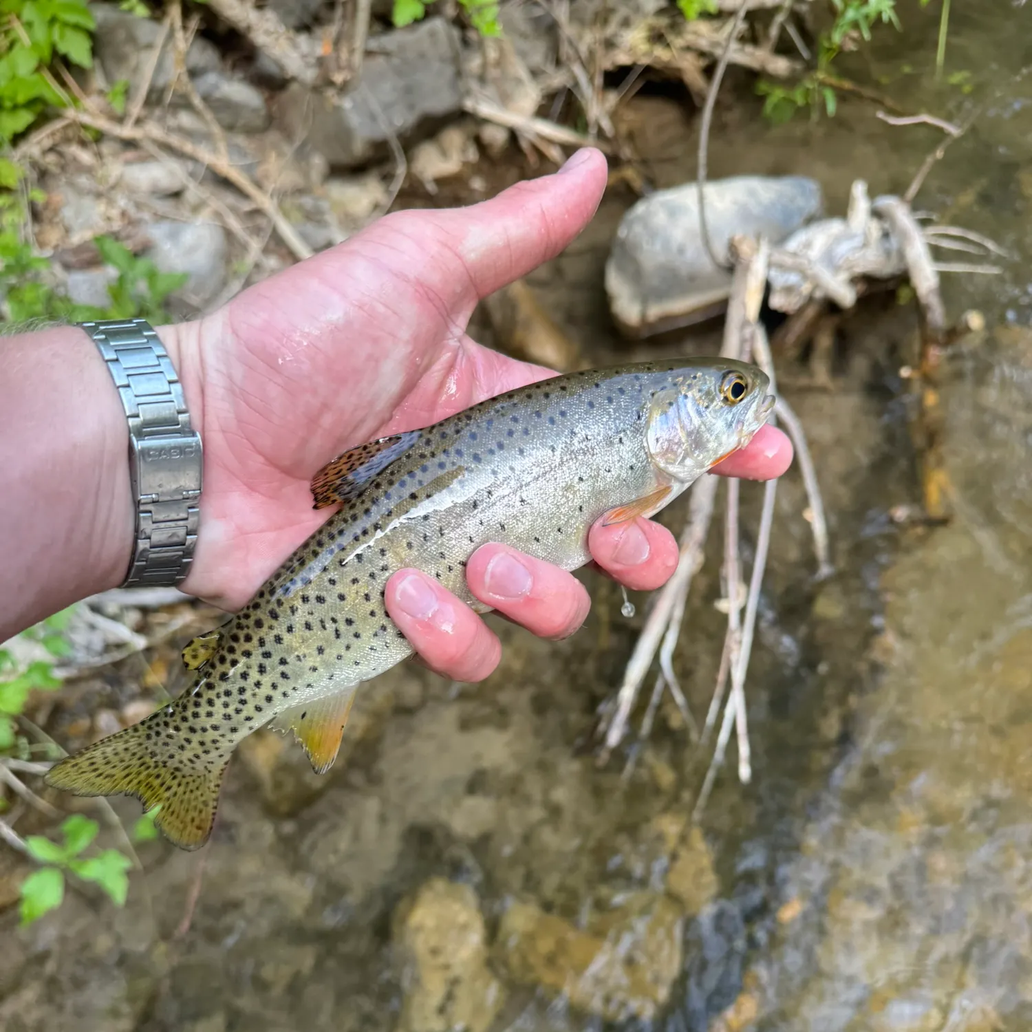 recently logged catches
