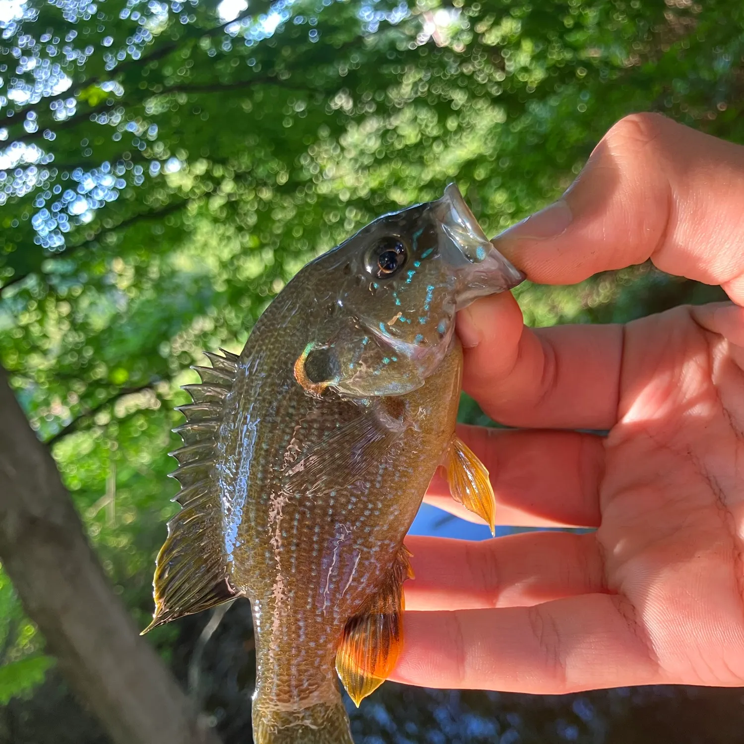 Greengill hybrid caught on Fishbrain