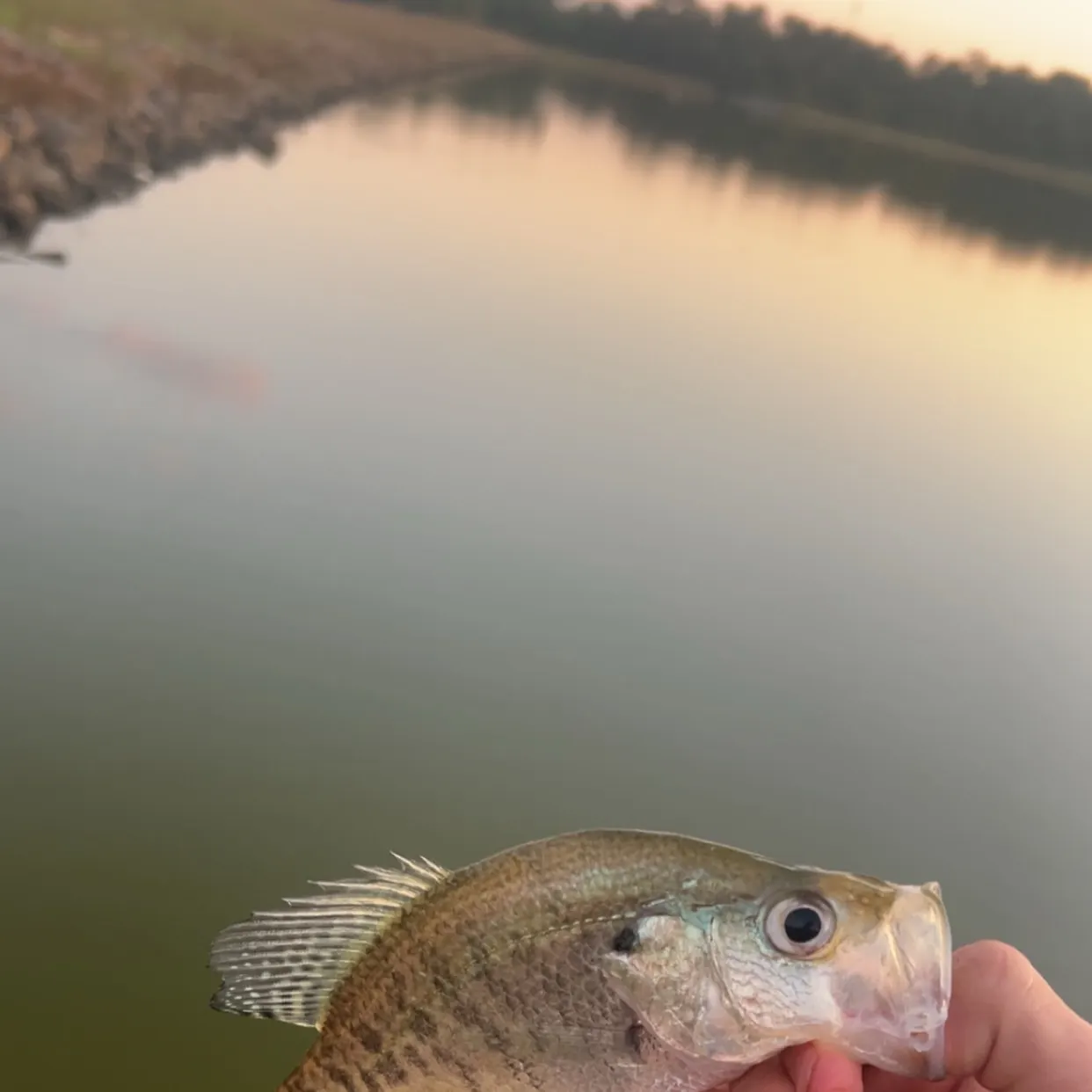White crappie caught on Fishbrain