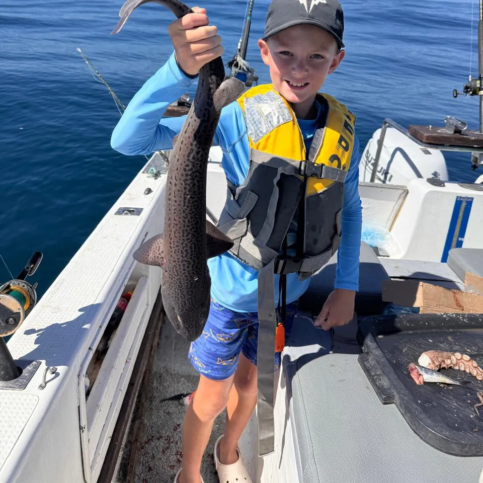 The most recent Sharptooth houndshark catches on Fishbrain