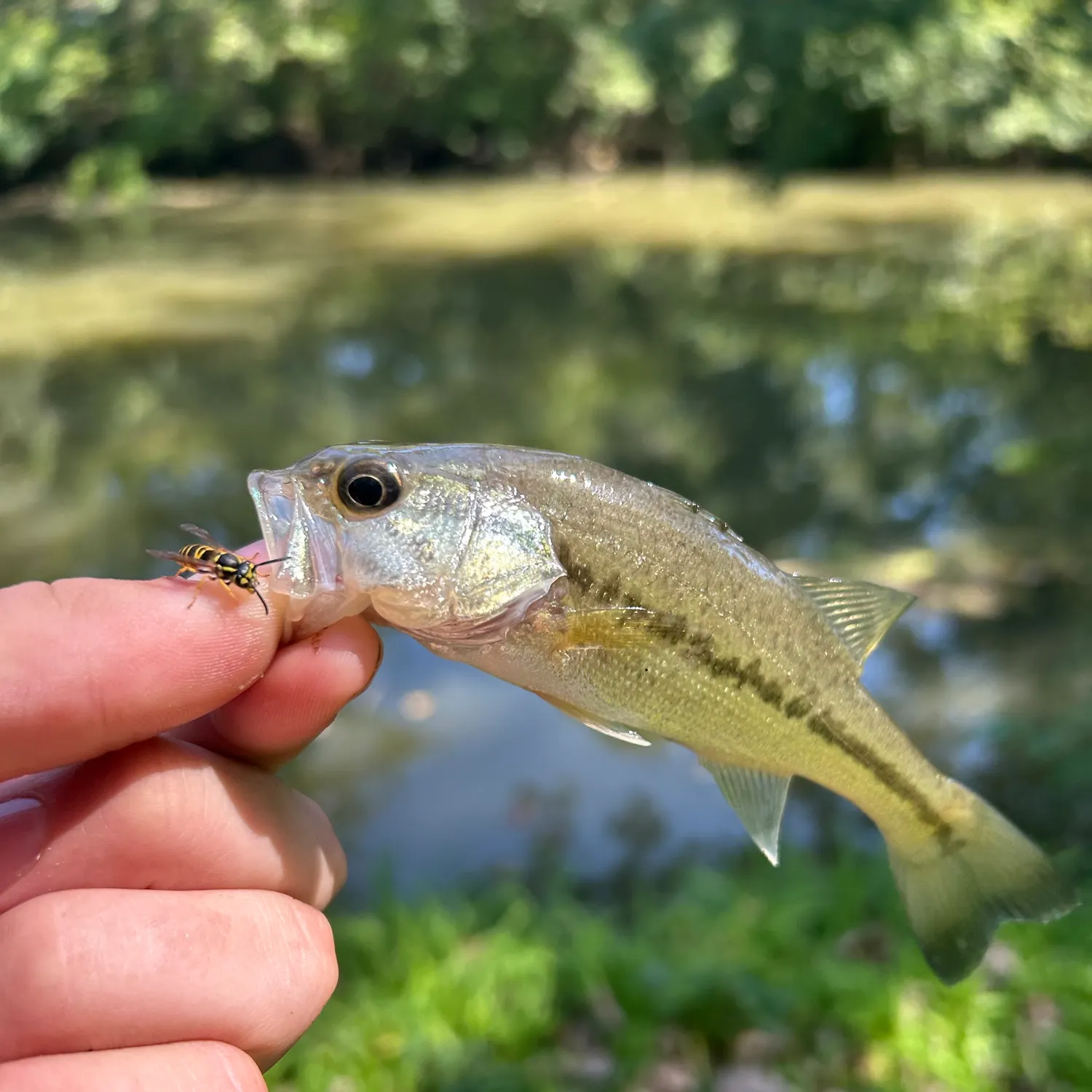 Largemouth bass caught on Fishbrain