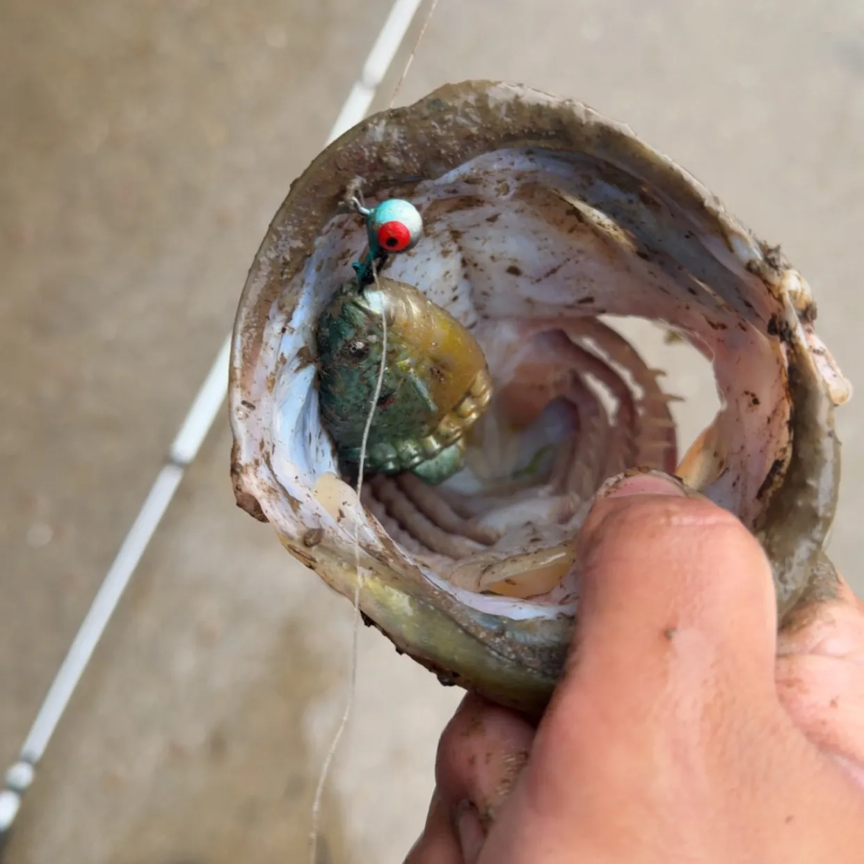 Fish caught on Fishbrain
