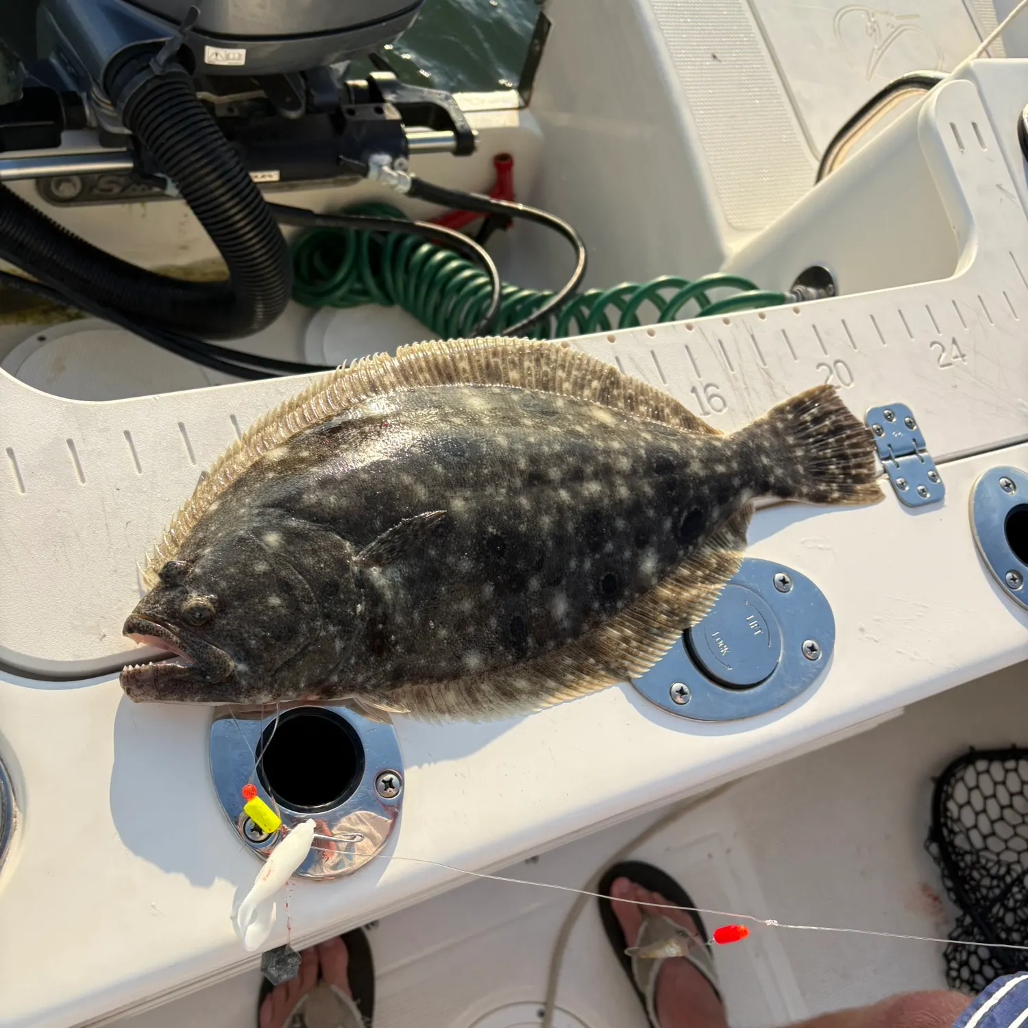 Summer flounder caught on Fishbrain