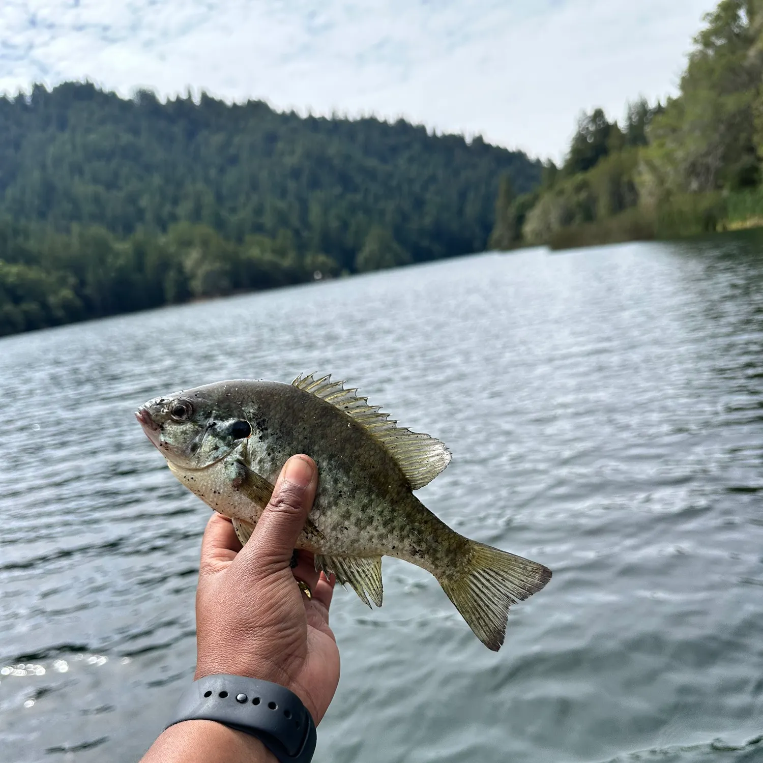 Redear sunfish caught on Fishbrain
