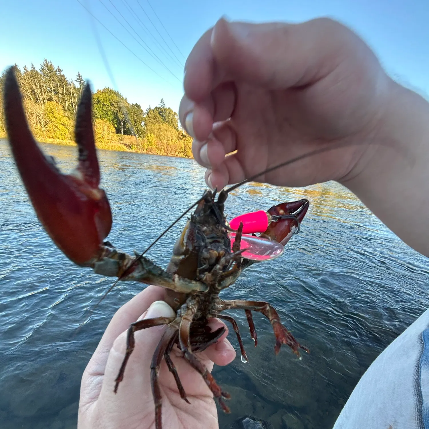 Signal crayfish caught on Fishbrain