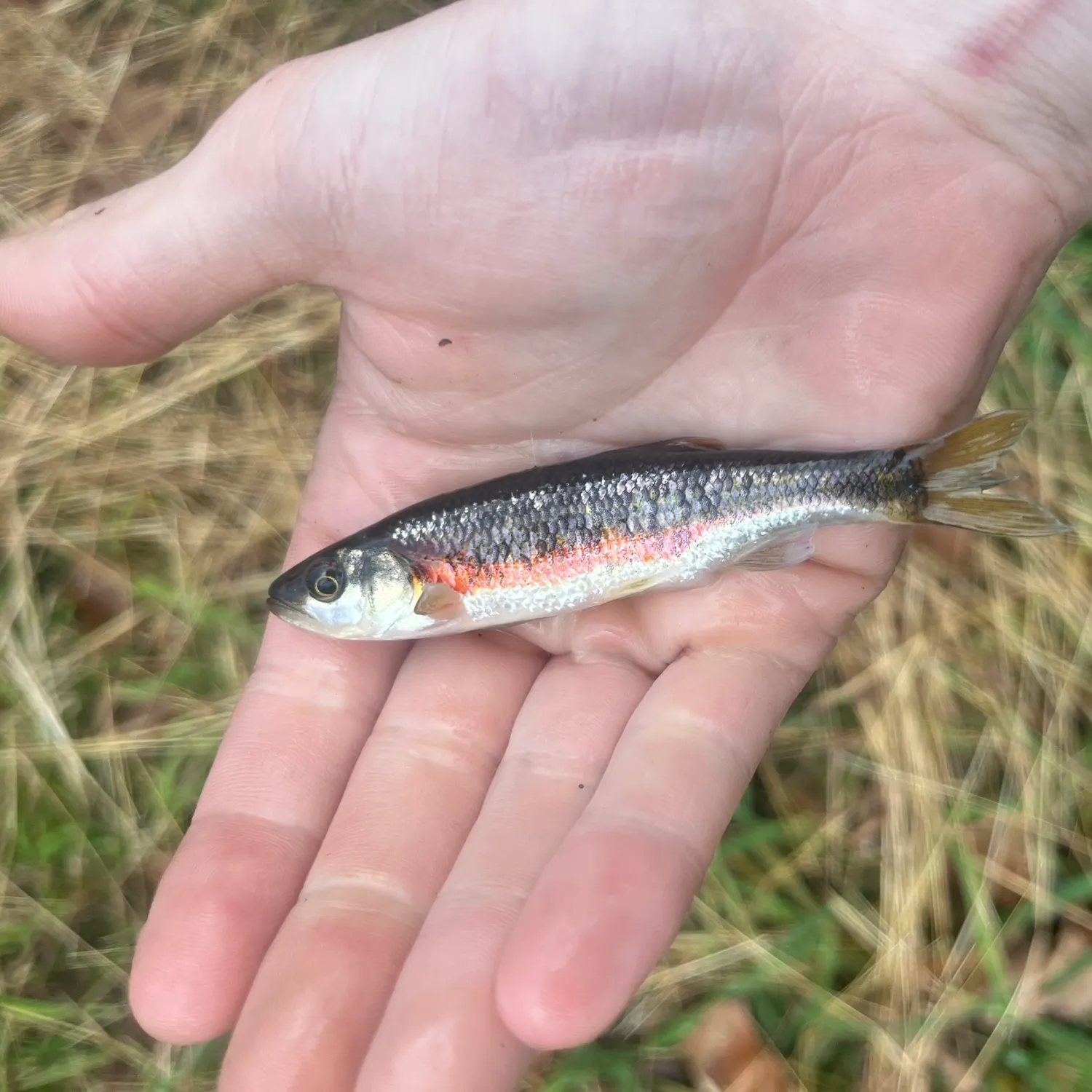 The most recent Rosyside dace catches on Fishbrain