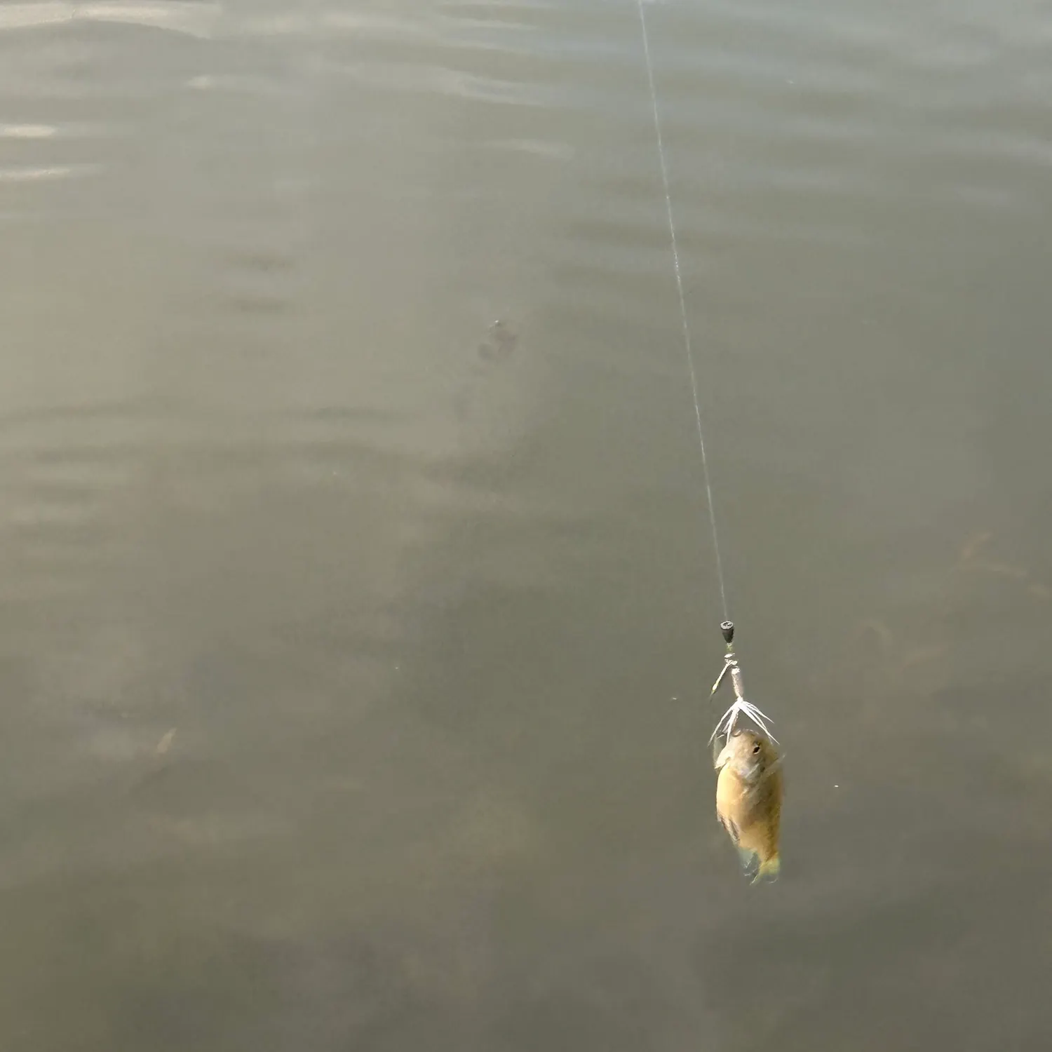 The most recent Bluegill catches on Fishbrain
