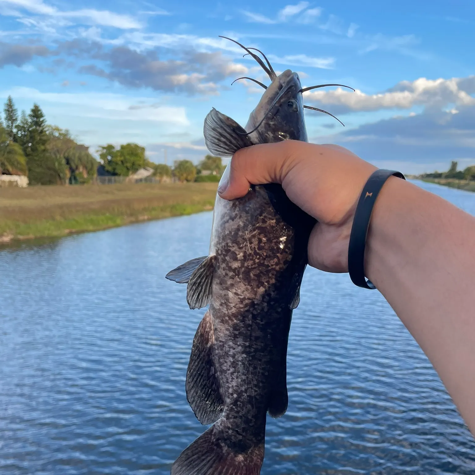 The most recent Spotted bullhead catches on Fishbrain