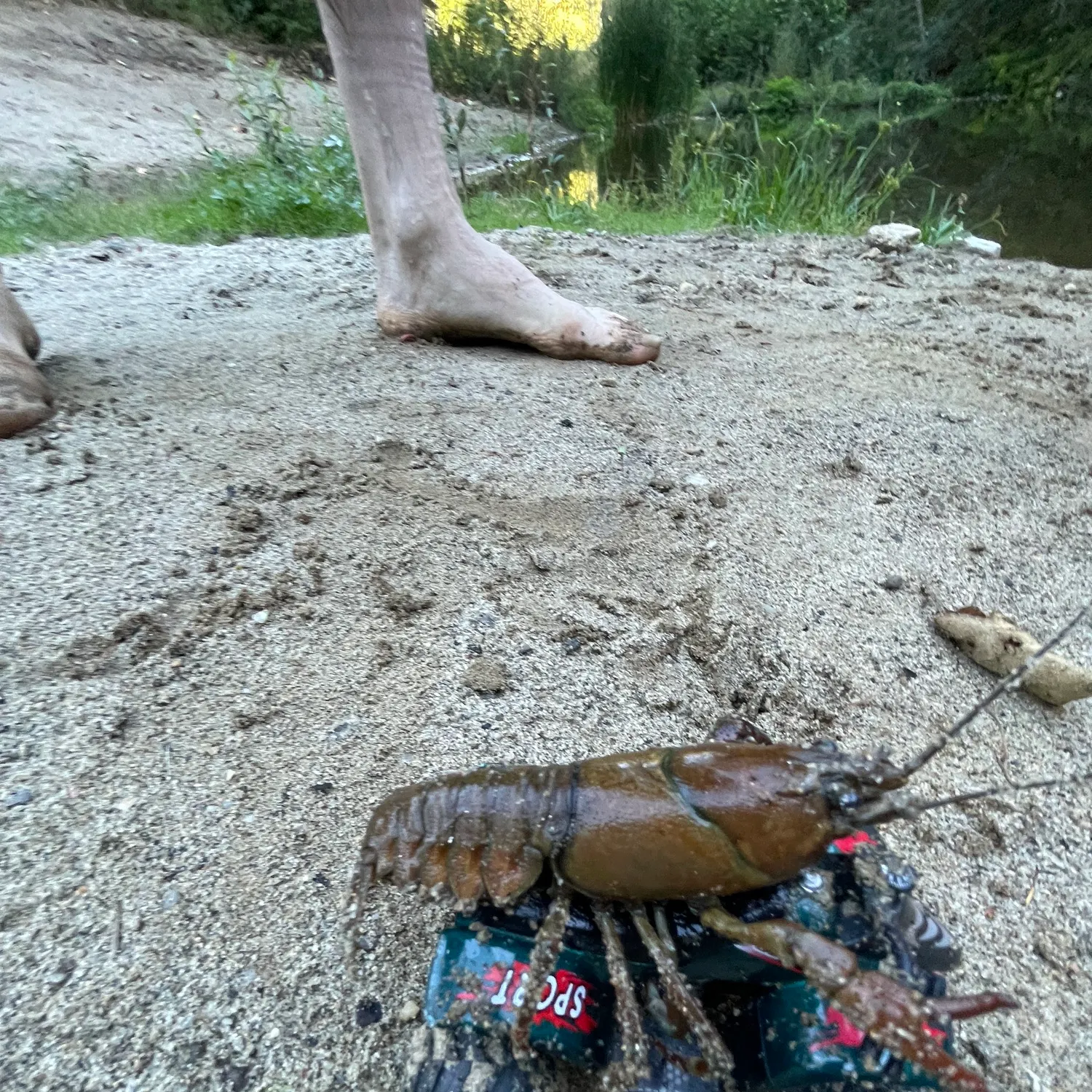 The most recent Signal crayfish catches on Fishbrain