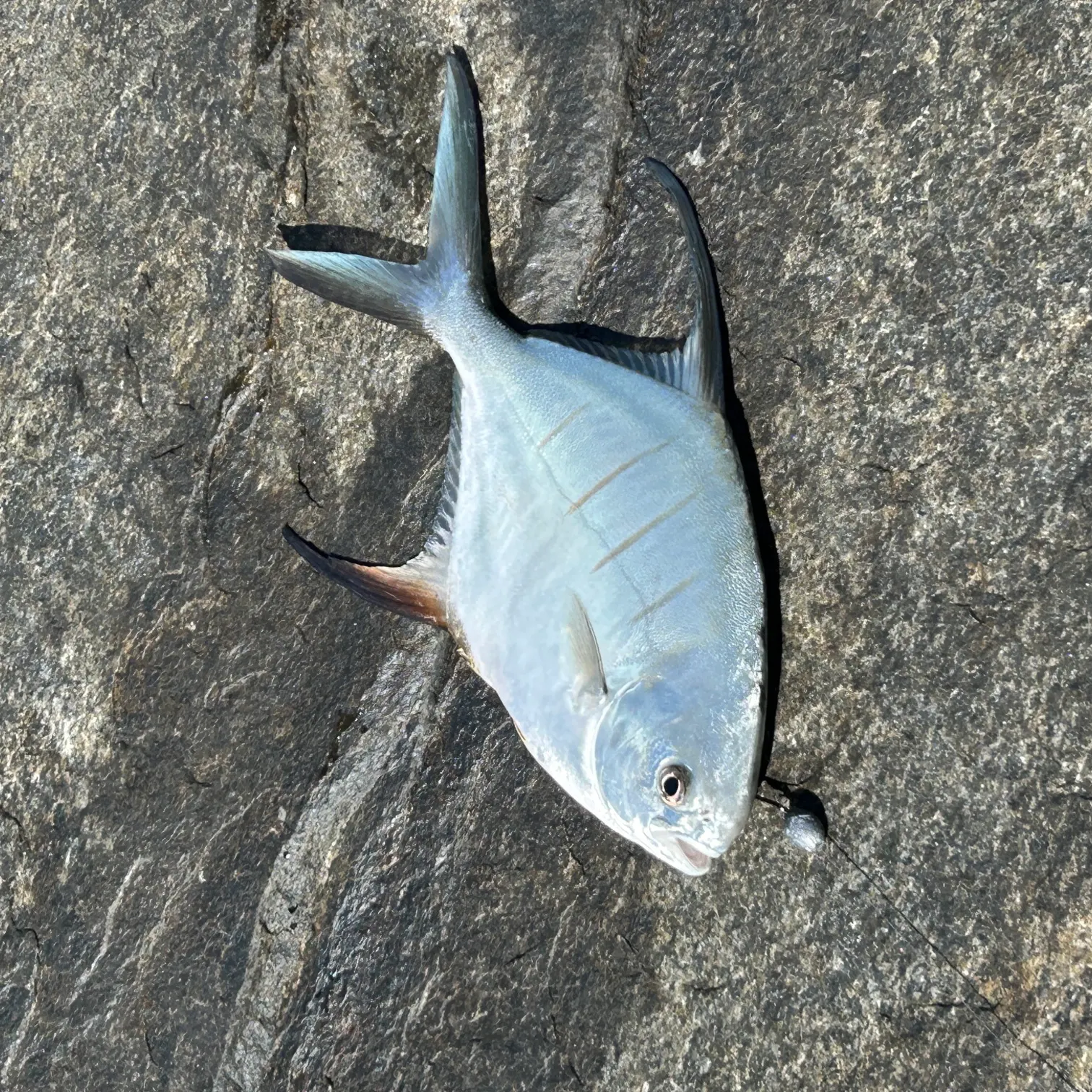 The most recent Palometa catches on Fishbrain