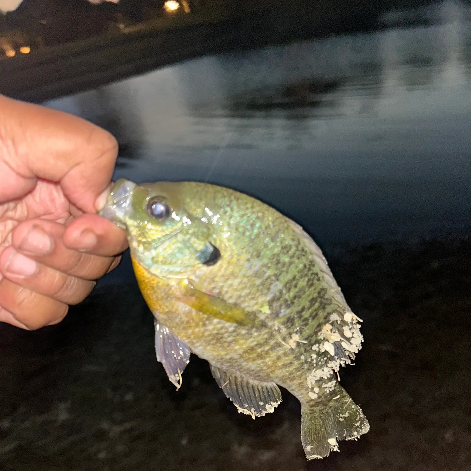 Bluegill caught on Fishbrain