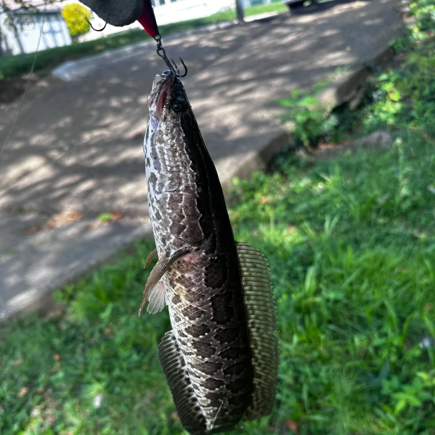 Northern snakehead caught on Fishbrain