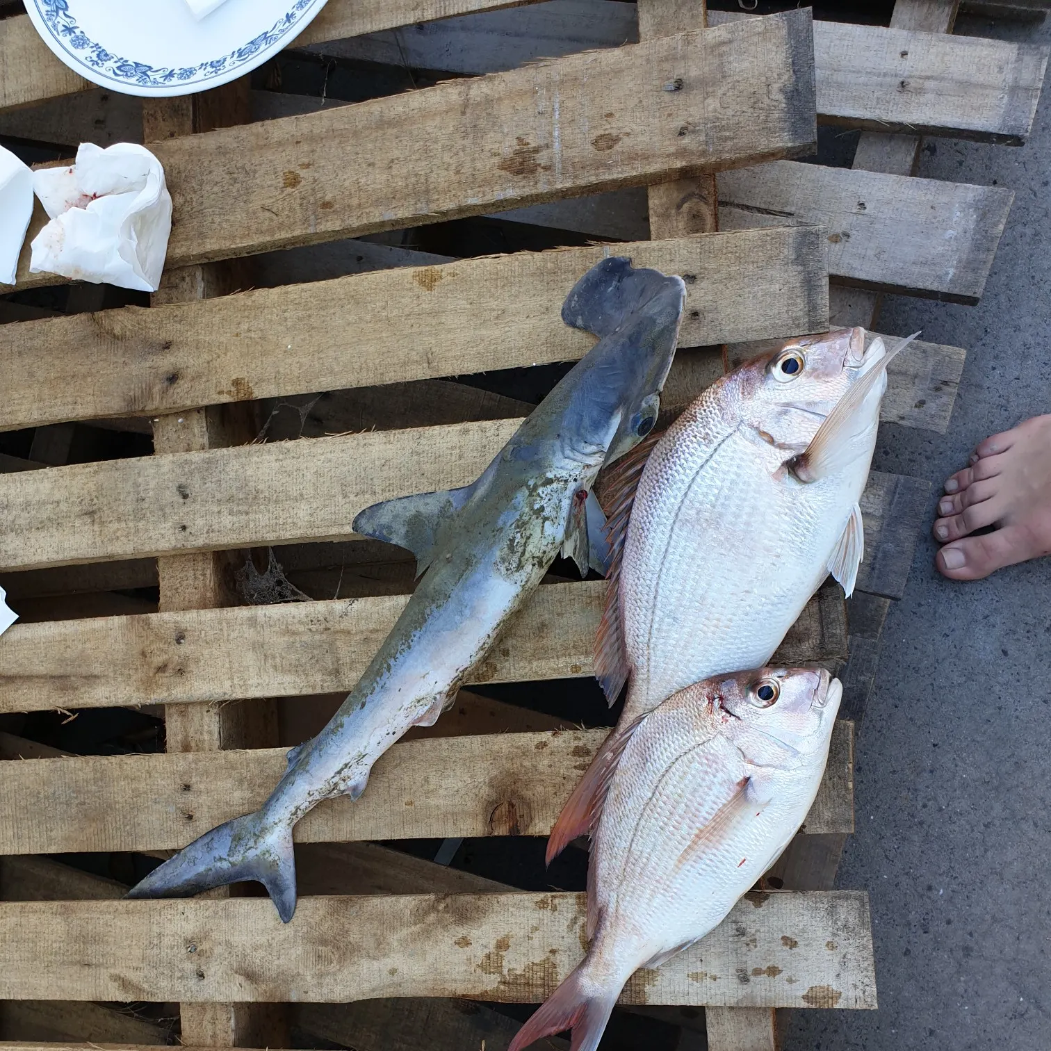 recently logged catches