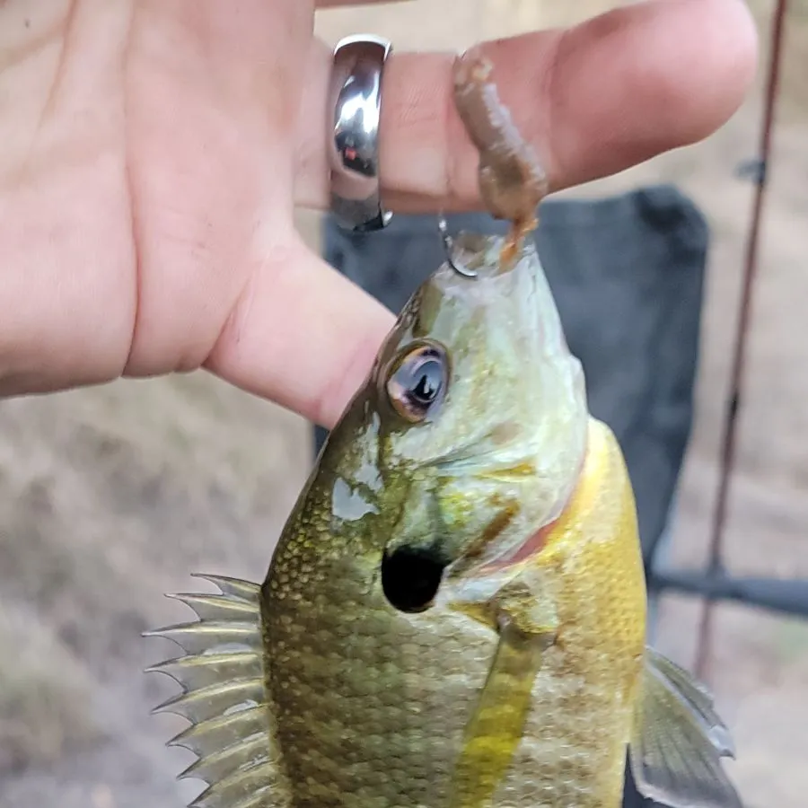 Bluegill caught on Fishbrain